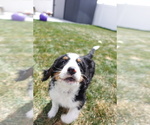 Puppy Purple Miniature Bernedoodle