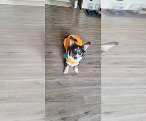 Cardigan Welsh Corgi Puppy for sale in CHERRY VALLEY, IL, USA