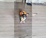 Small Cardigan Welsh Corgi