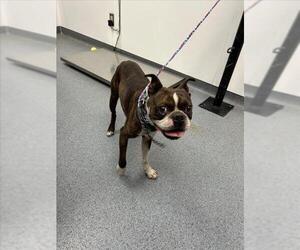 Boston Terrier-Unknown Mix Dogs for adoption in Tulsa, OK, USA