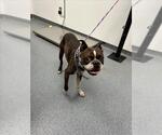 Small Boston Terrier Mix