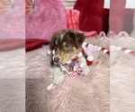 Small Photo #59 Australian Shepherd Puppy For Sale in NEW BRAUNFELS, TX, USA