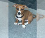 Small #1 Black Mouth Cur Mix