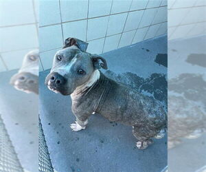 American Pit Bull Terrier Dogs for adoption in Corpus Christi, TX, USA