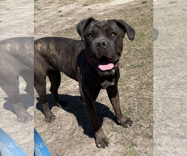 Medium Photo #7 Mastiff-Unknown Mix Puppy For Sale in Virginia Beach, VA, USA