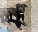 Small #6 Mastiff Mix