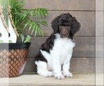 Small #4 Poodle (Standard)