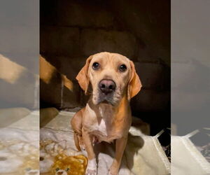 Labrador Retriever Dogs for adoption in San Diego, CA, USA