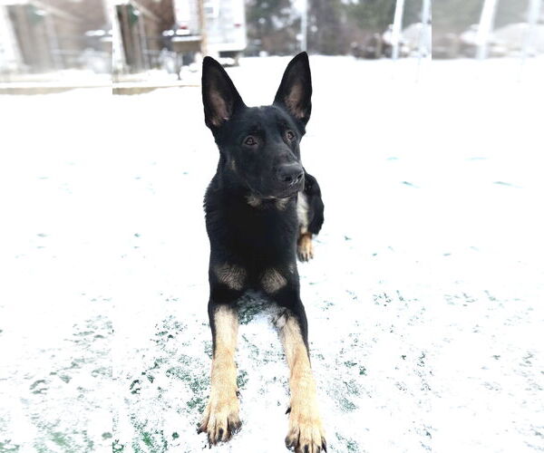 Medium Photo #2 German Shepherd Dog-Unknown Mix Puppy For Sale in Spring Lake, NJ, USA