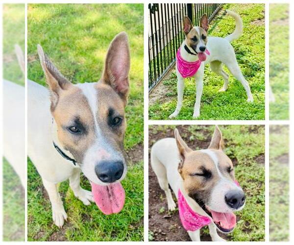 Medium Photo #2 Mutt Puppy For Sale in San Antonio, TX, USA