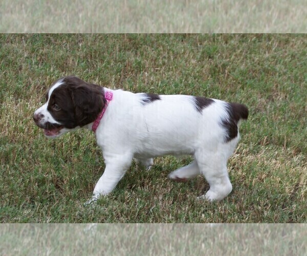 Medium Photo #8 Brittany Puppy For Sale in HAMILTON, GA, USA
