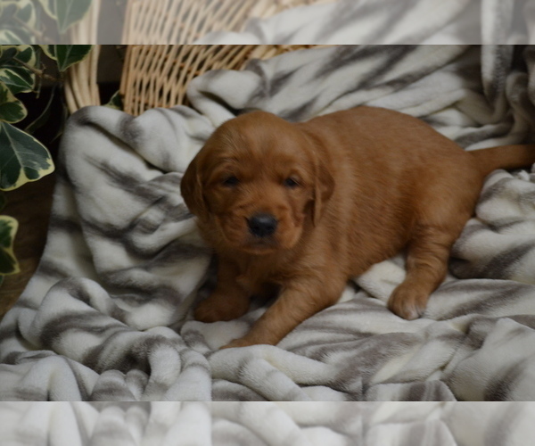 Medium Photo #1 Golden Retriever Puppy For Sale in GREENWOOD, WI, USA