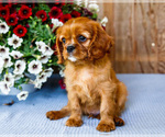 Small #2 Cavalier King Charles Spaniel