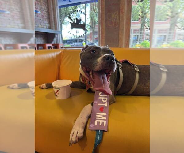 Medium Photo #2 Mutt Puppy For Sale in Shelburne, VT, USA