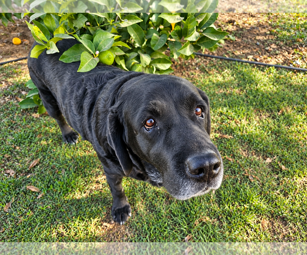 Medium Photo #2 Labrador Retriever Puppy For Sale in Clovis, CA, USA