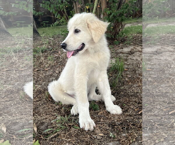 Medium Photo #11 Great Pyrenees Puppy For Sale in Spring, TX, USA
