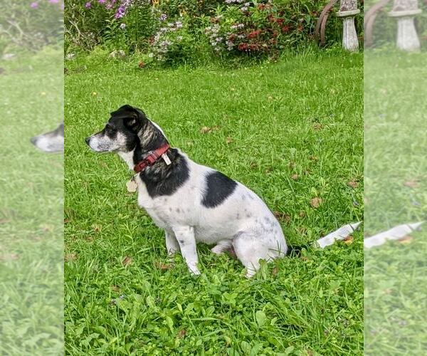 Medium Photo #5 Rat Terrier-Unknown Mix Puppy For Sale in Omaha, NE, USA