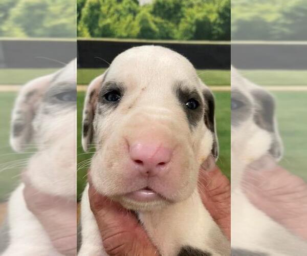 Medium Photo #3 Great Dane Puppy For Sale in SELLERSBURG, IN, USA