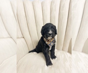 Golden Mountain Doodle Puppy for sale in LELAND, NC, USA