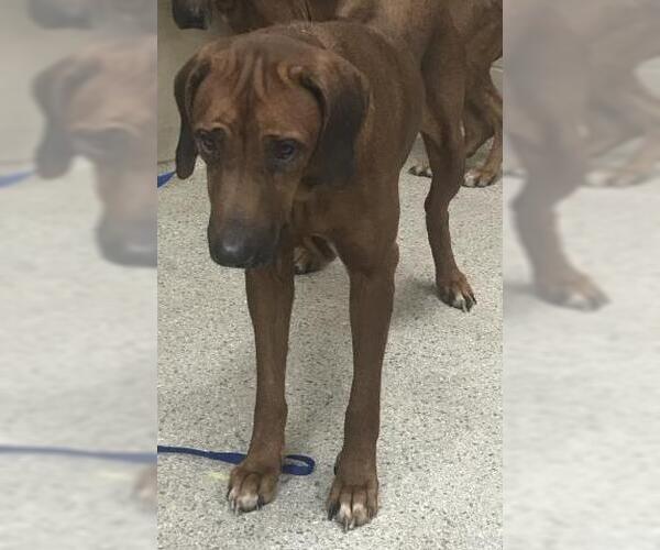 Medium Photo #1 Rhodesian Ridgeback-Unknown Mix Puppy For Sale in Conroe, TX, USA