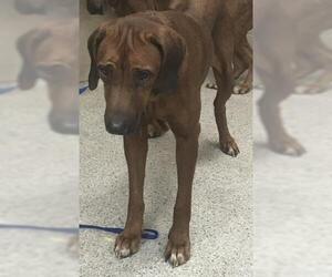 Rhodesian Ridgeback-Unknown Mix Dogs for adoption in Conroe, TX, USA