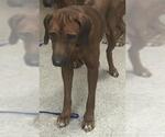Small Rhodesian Ridgeback Mix