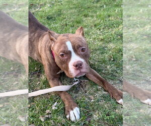 Barbie - Female American Pit Bull Terrier Dog for Adoption - Photo #10