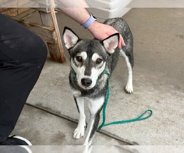 Medium Photo #1 Siberian Husky Puppy For Sale in Tulsa, OK, USA