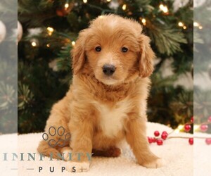 Goldendoodle-Labrador Retriever Mix Puppy for sale in NARVON, PA, USA