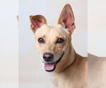 Small Dachshund Mix