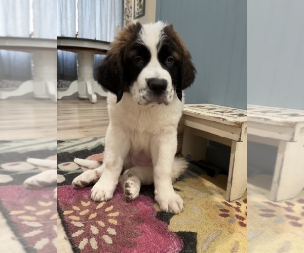 Medium Photo #1 Saint Bernard Puppy For Sale in BUCKEYE, AZ, USA