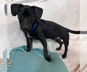 Dachshund-Labrador Retriever Mix Dogs for adoption in Cary, NC, USA