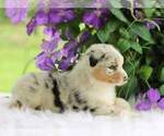 Small #2 Australian Shepherd