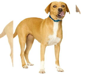 Labrador Retriever-Unknown Mix Dogs for adoption in Brooklyn Center, MN, USA