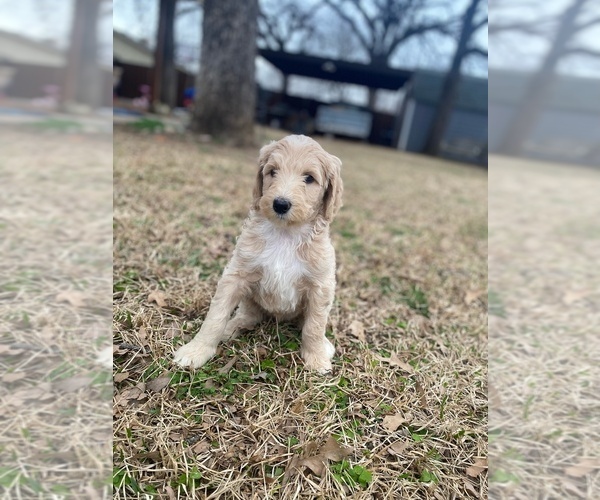 Medium Photo #1 Goldendoodle Puppy For Sale in SOUTHLAKE, TX, USA