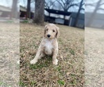 Small Photo #1 Goldendoodle Puppy For Sale in SOUTHLAKE, TX, USA
