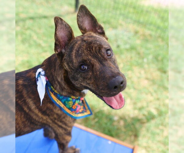 Medium Photo #1 Holland Shepherd-Unknown Mix Puppy For Sale in San Antonio, TX, USA
