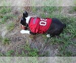 Small #5 Boston Terrier