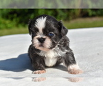 Small #4 Shih Tzu