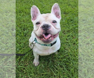 Oliver - Male French Bulldog Dog for Adoption - Photo #13