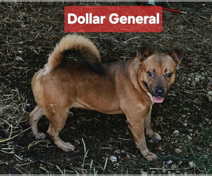 Mutt Dogs for adoption in Jackson, MS, USA