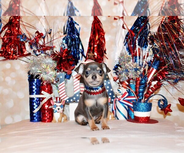 Medium Photo #58 Chihuahua Puppy For Sale in CHARLESTON, AR, USA