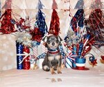 Small Photo #58 Chihuahua Puppy For Sale in CHARLESTON, AR, USA