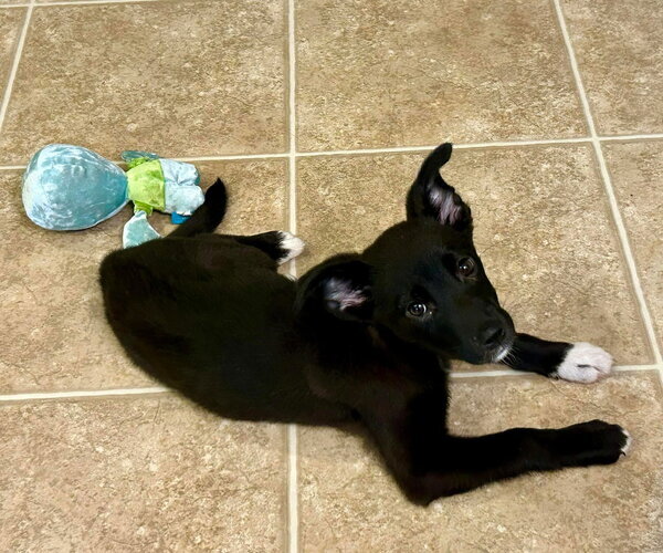 Medium Photo #4 Border Collie-Unknown Mix Puppy For Sale in Mount Pleasant, SC, USA