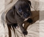Puppy Biggums American Bully
