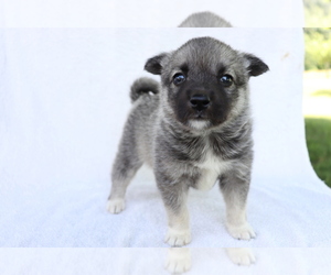 Norwegian Elkhound Puppy for sale in SHILOH, OH, USA