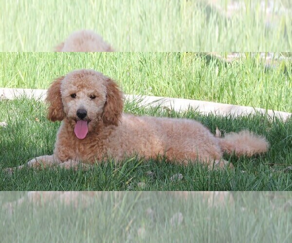 Medium Photo #1 Goldendoodle Puppy For Sale in PLACERVILLE, CA, USA
