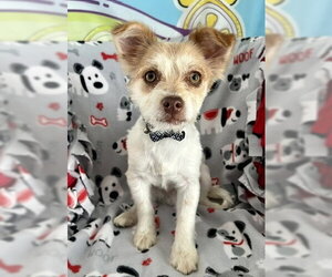 Chihuahua-Unknown Mix Dogs for adoption in Bellevue, WA, USA
