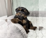 Small #4 YorkiePoo