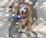 Small Golden Retriever